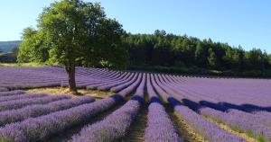 Villas L'Abricotier : photos des chambres