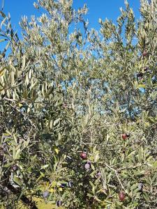 Villas L'Abricotier : photos des chambres