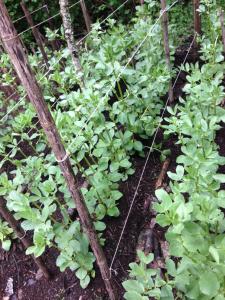 Eco-Cabañas Quetroleufu