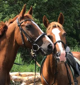 Ferienanlage Gutshaus Gramkow