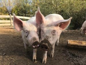 Ferienanlage Gutshaus Gramkow