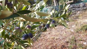 The Olive Grove House Corfu Greece