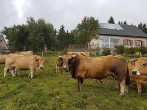 B&B / Chambres d'hotes Horizon Aubrac Laguiole : photos des chambres