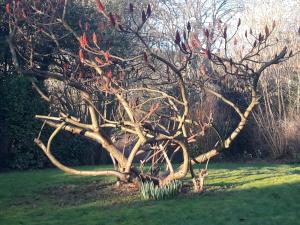 Un grand jardin en ville. Chez Guy