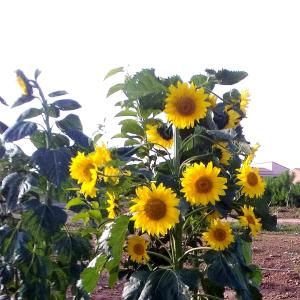 Agriturismo S'Incant'e Sinis img22