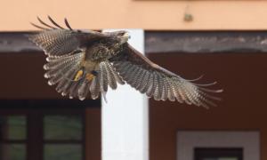 Hotel Rural Yeguada Albeitar