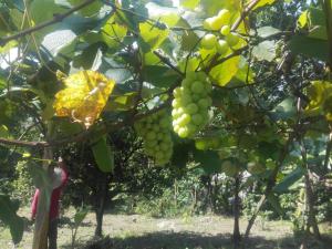 anapoima hoteles para estudiantes
