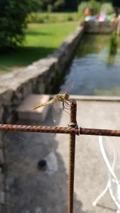 Maisons de vacances pipowagen Blagour midden in de natuur : photos des chambres