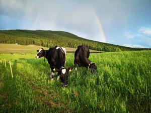 Skatauddens Lantgård