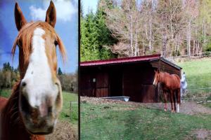 Hotels Le Relais du Vermont : photos des chambres