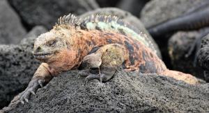 Cormorant Beach House