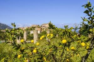 Hotels Hotel Palazzu Pigna : photos des chambres