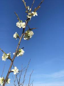 JANAS Country House img16