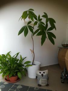 Il Covo delle Civette