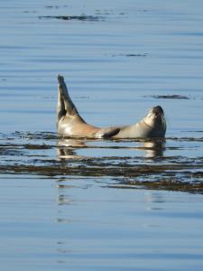Appartements Maison Rouge : photos des chambres