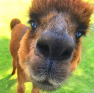 Urlaub mit Alpakas - Speichrow