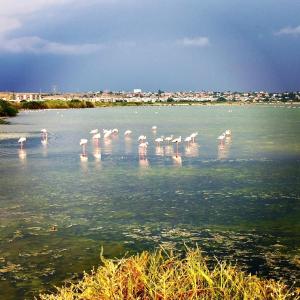 Le Domus lovely apartment img62