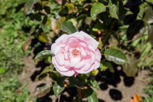 Refugio Ruka Cümelen