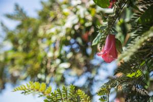 Refugio Ruka Cümelen