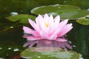 Wellness- und Gartenhotel Heusser - Wachenheim an der Weinstraße