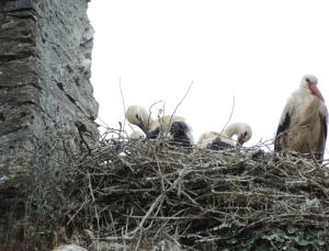 B&B / Chambres d'hotes B&B Les Oiseaux de Passage : photos des chambres