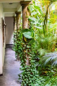 Arbol de Fuego Eco-hotel