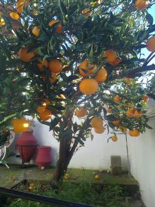 Angelinas House Skopelos Greece