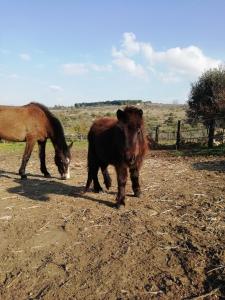 B&B Badde Cubas img55