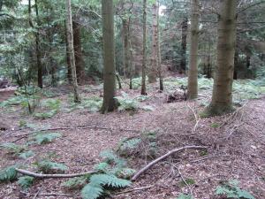 The Old Three Pigeons