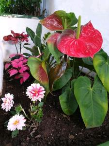 Apartamentos Florida Gran Canaria Adults Only