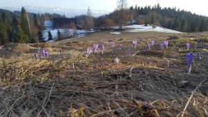 Bacówka w sercu gór - dom z bali w Gorcach