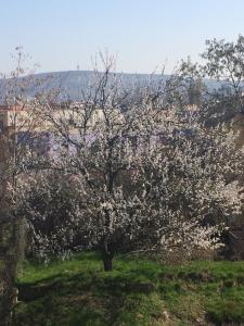 Apartmán Dragonfly Brno Česko