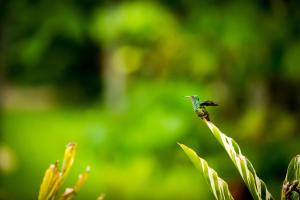 The Lodge at ChaaCreek