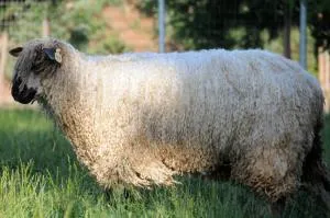 Wine Country Private Working Sheep Farm; Rustic Elegance - 蒂梅丘拉 Wine Country Private Working Sheep Farm; Rustic Elegance - 蒂梅丘拉