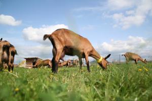 Sejours a la ferme Chevrerie des Oliviers : photos des chambres