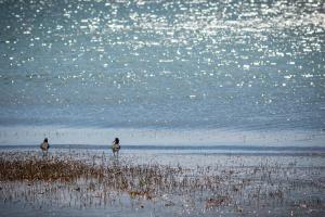 Koronisia Apartments