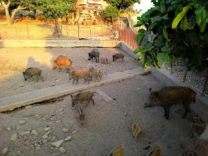 Agriturismo Pentuma img46