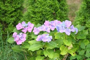 Reetdachhaus Isemann