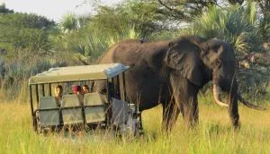 Tembe Elephant Park Lodge - Siteki