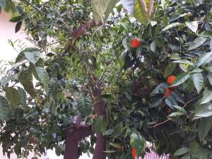 Appartamento B&B Domus Pompei