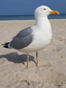 Hering FeWo I Apartment Terrace - 4hvězdičkové hotely ve městě Wiek auf Rügen