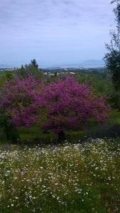 Villa Kardami -country house Corfu Greece