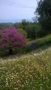 Villa Kardami -country house Corfu Greece