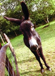 B&B / Chambres d'hotes les Chevreuils : photos des chambres