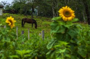 Glamping Finca Corazón