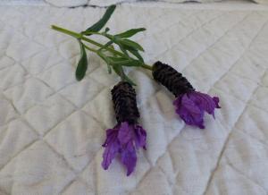 Maisons de vacances Charmante petite maison a l'entree de Saint Tropez : photos des chambres