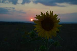 Онгъл Харман