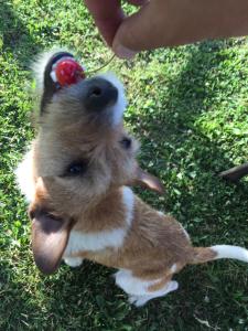 Agriturismo Fiorella