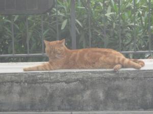 Il Giuggiolo