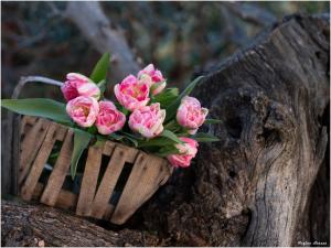 Maisons d'hotes La Bastide du Castellet : photos des chambres